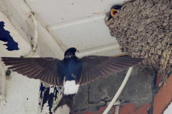 02 July 2020 - 13-01-21
And it's the young chicks that make the noise "food, food, food. Give me food NOW!"
--------------------------
House Martins feeding